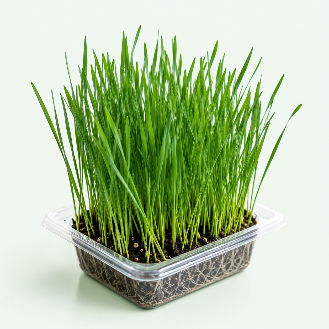Fresh Live Wheatgrass available at The Roots