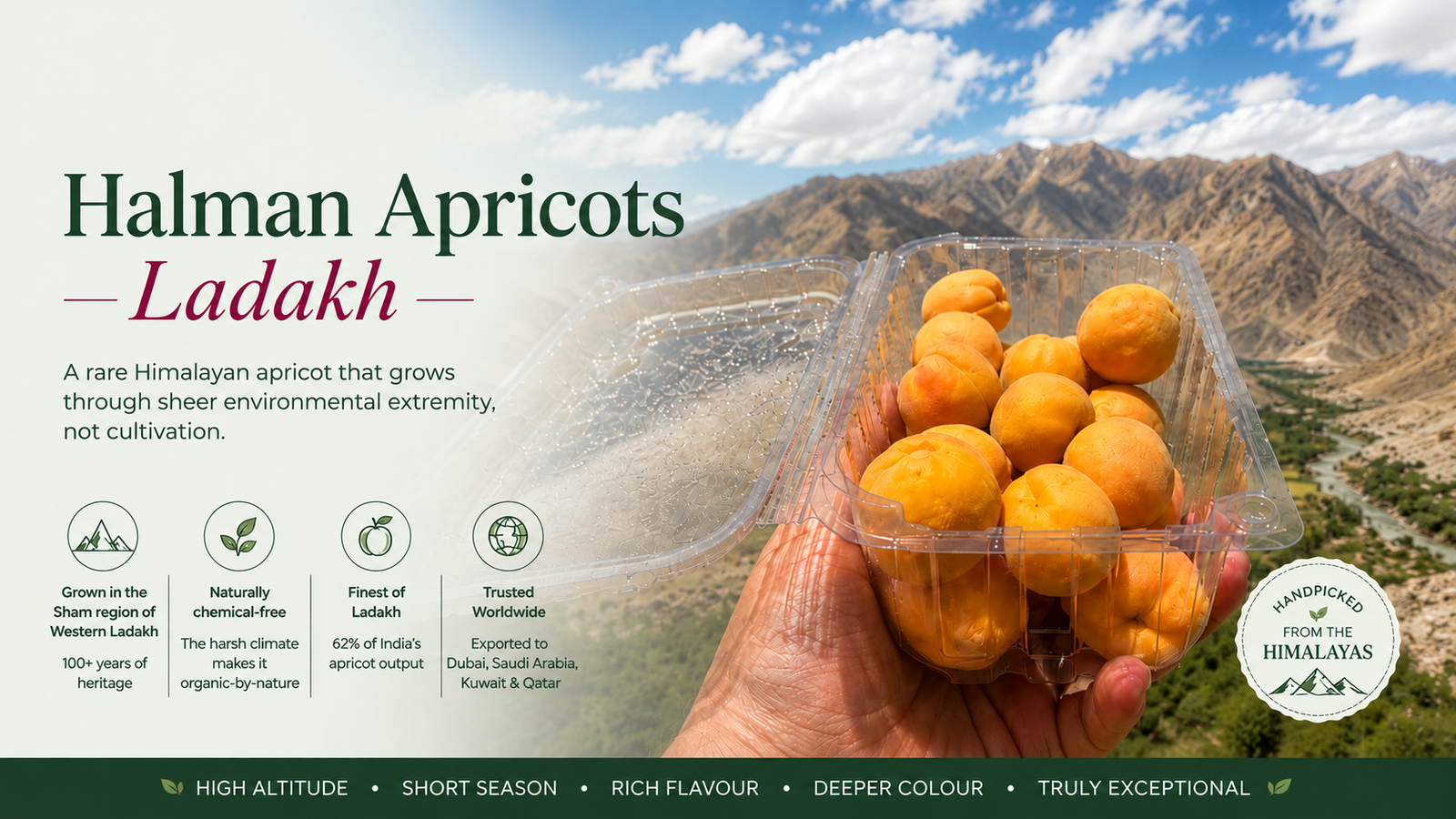 The Roots_Halman Apricots_Ladhaki Apricots